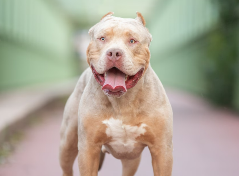 Kampfhund tötet Joggerin! Opfer musste anhand ihrer Fingerabdrücke identifiziert werden - jetzt Skandal-Urteil!